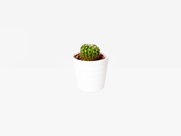 Green Cactus Potted Plant