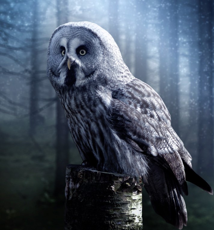 avian-beak