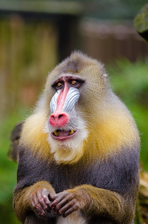 baboon