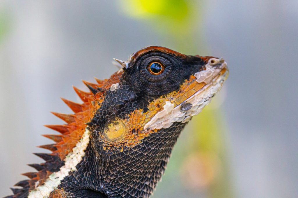 bearded-dragon