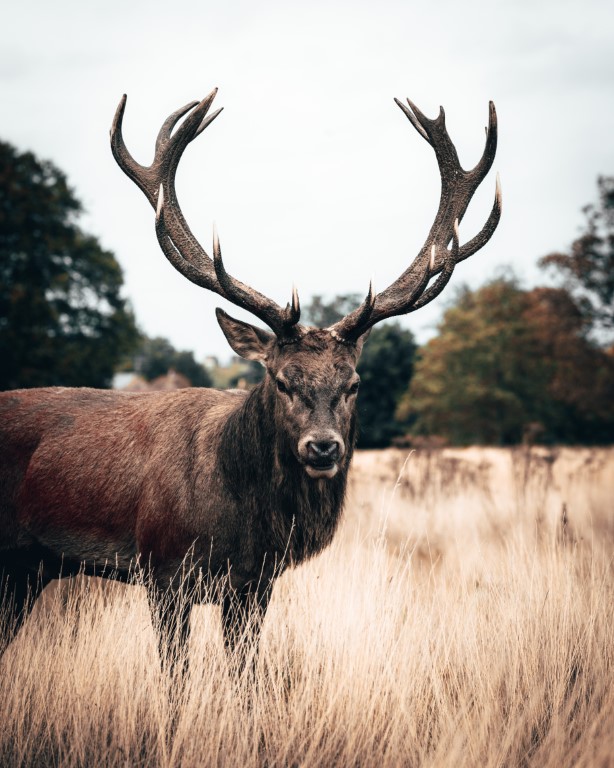 deer