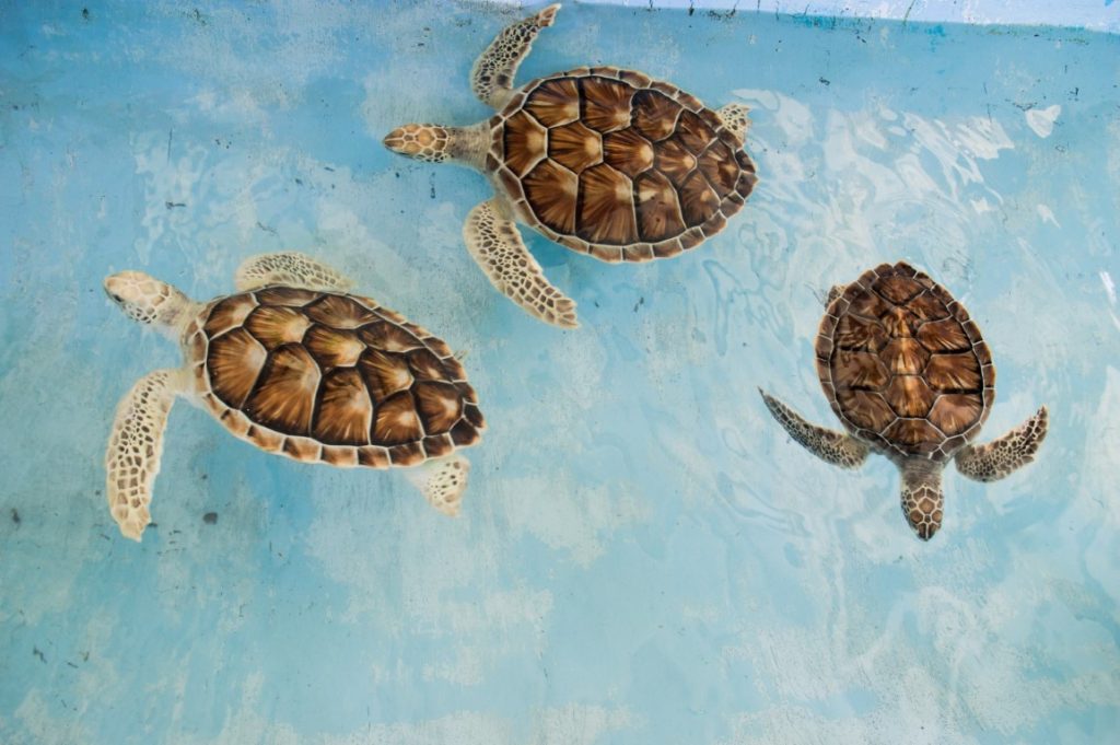 brown-turtles