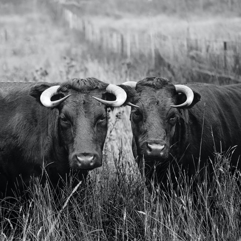 Buffalos
