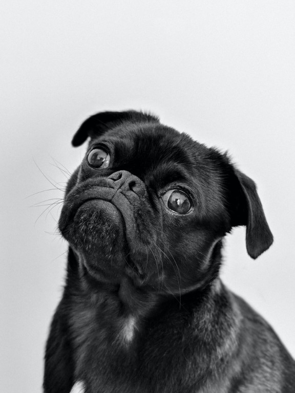 bull-dog