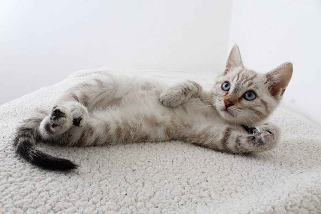 cat