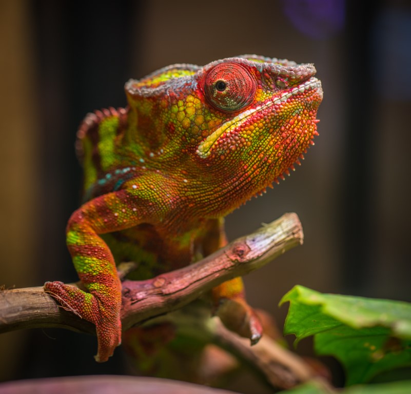 chameleon