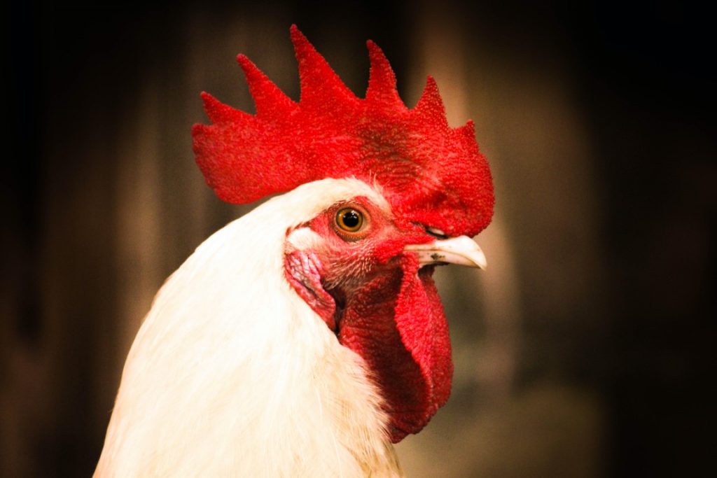 Chicken