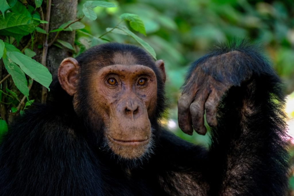 chimpanzee