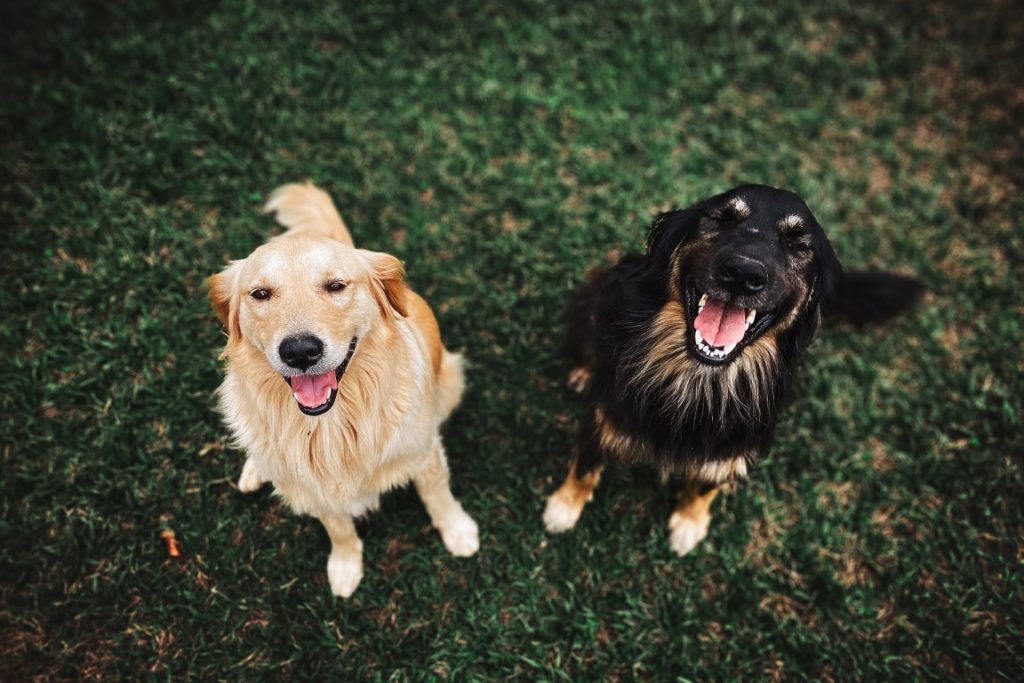 dogs