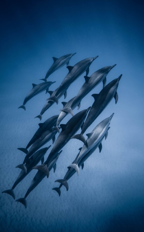 dolphins
