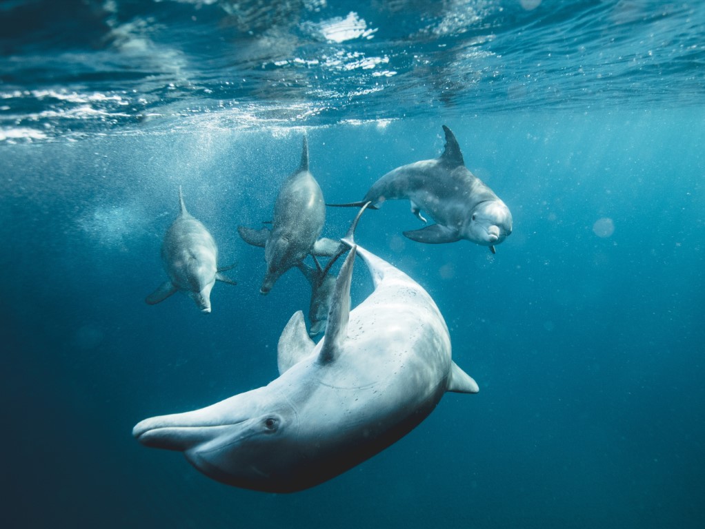 Dolphins