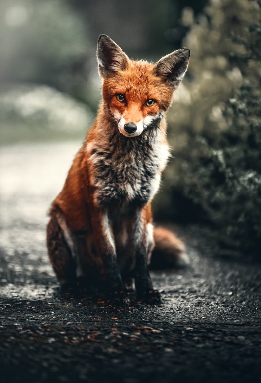 fox