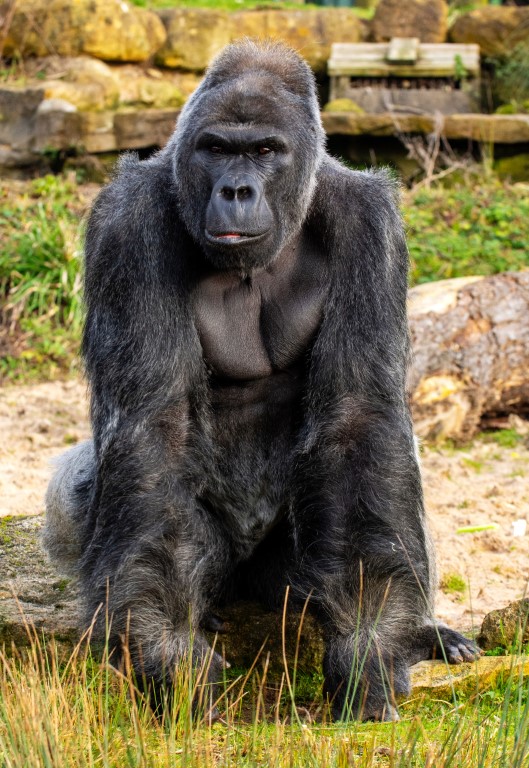 gorilla