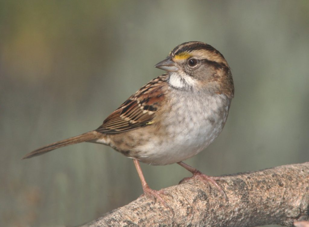 sparrow