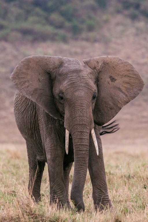 elephant