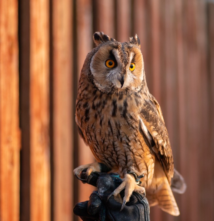 hawk owl