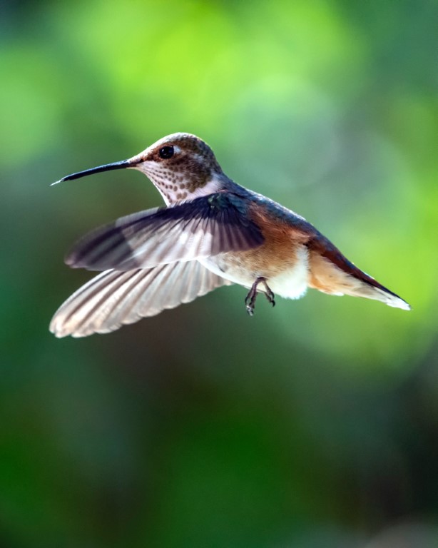 hummingbird