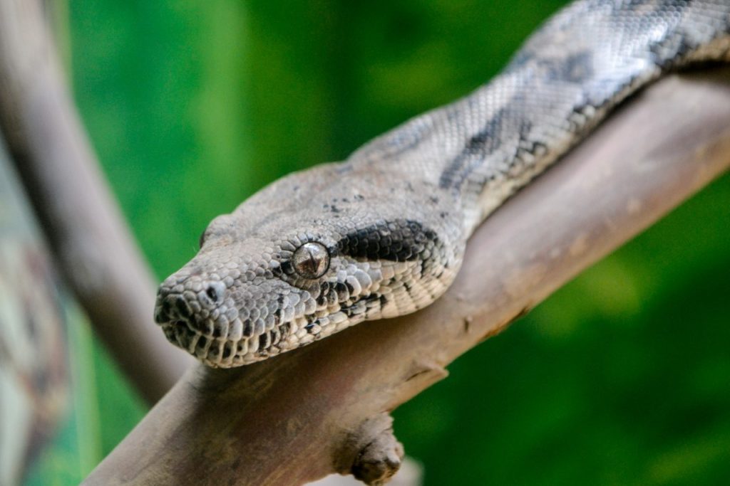 jungle-snake