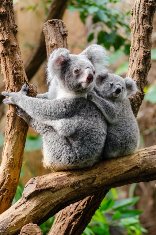 kuala-bears