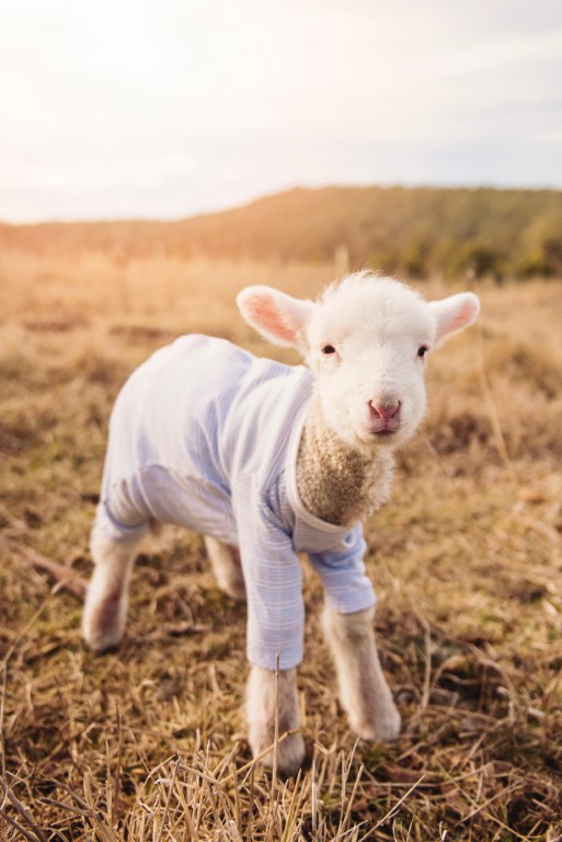 lamb