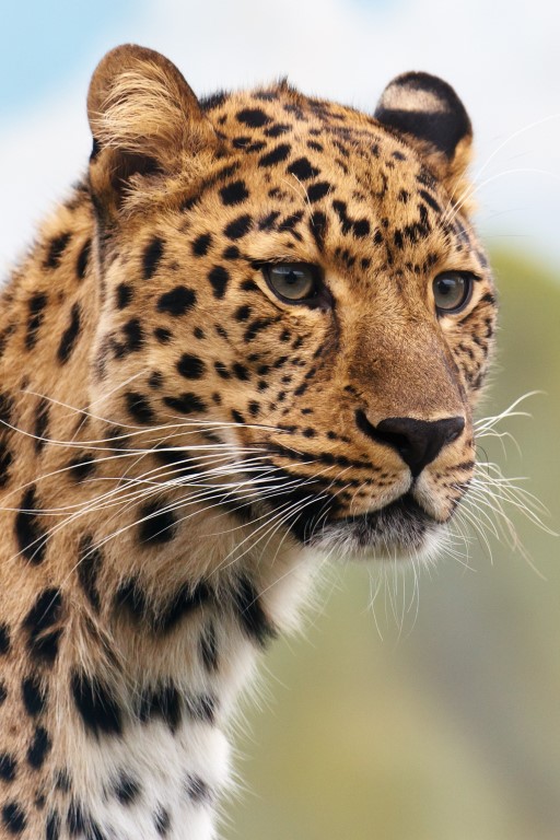 leopard