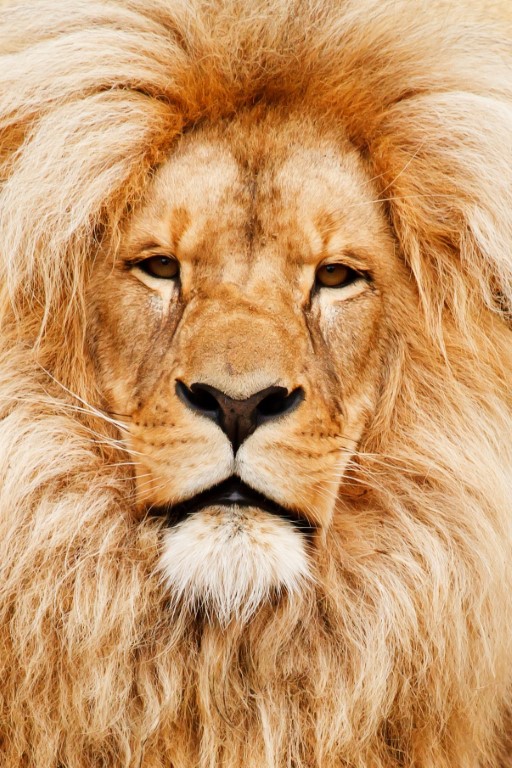 lion