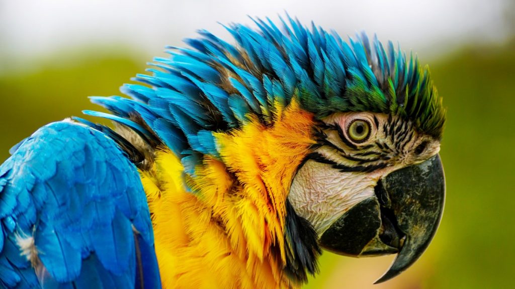 Macaw