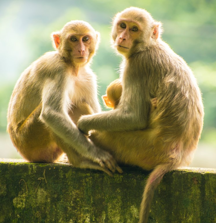 monkeys