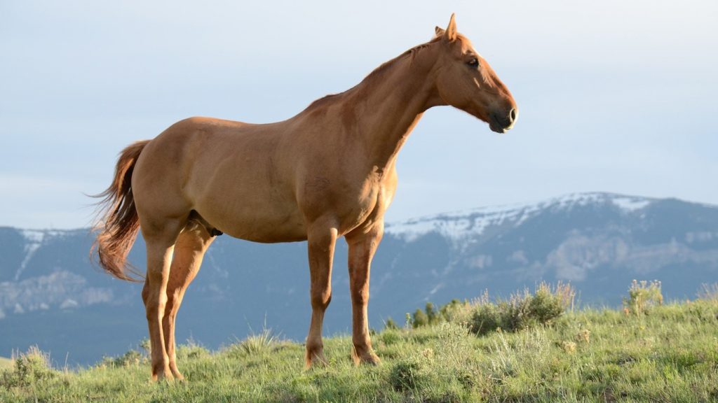 mountain-horse