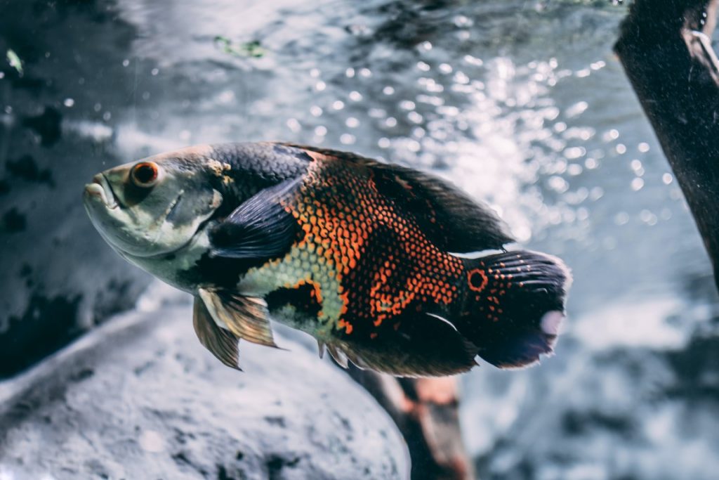 oscar-fish