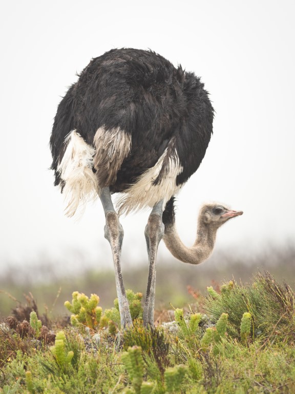 ostrich