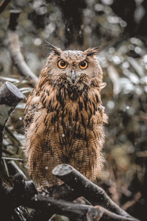 owl