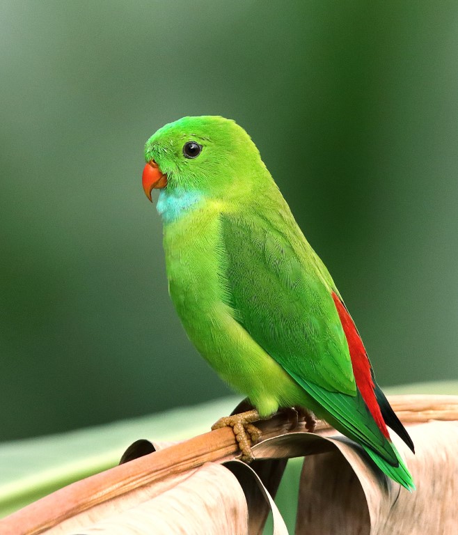 parakeet