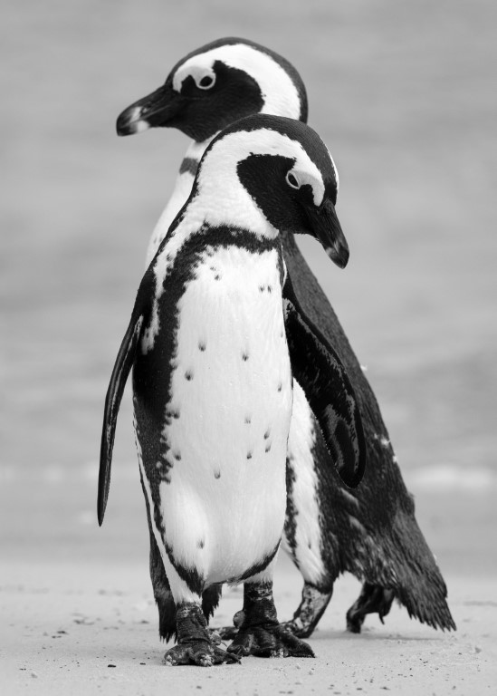 penguins