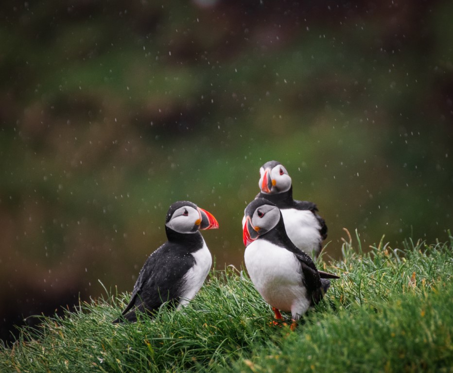 puffins