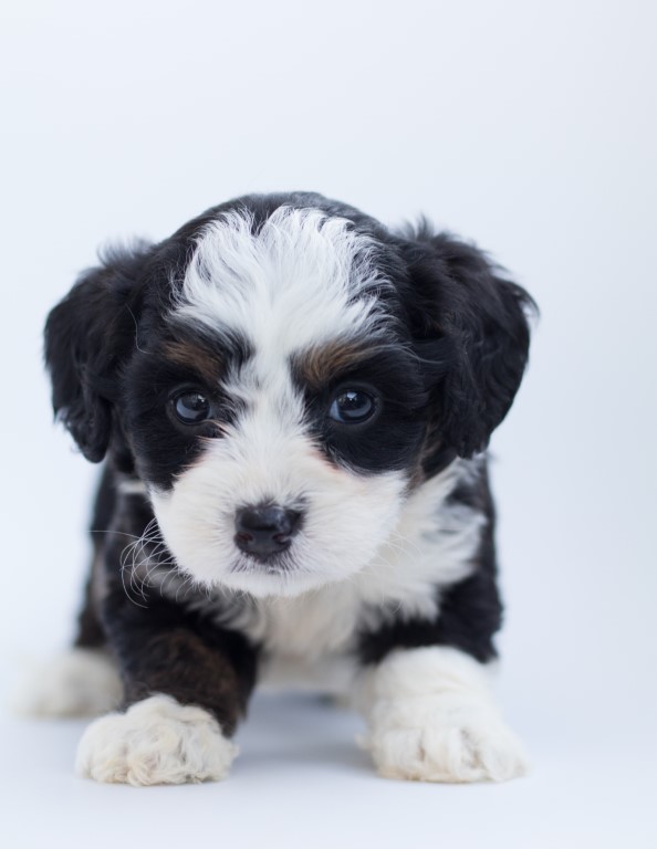 puppies