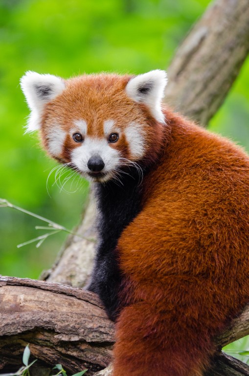 panda