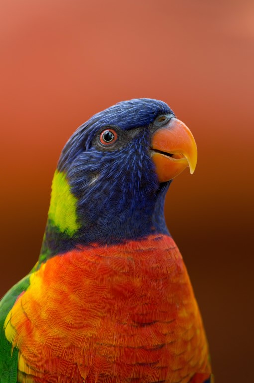 parakeet