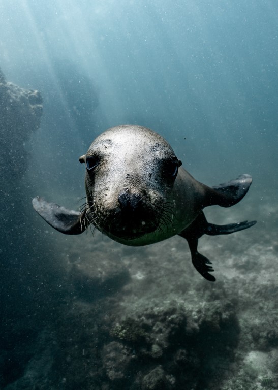 sea-lion
