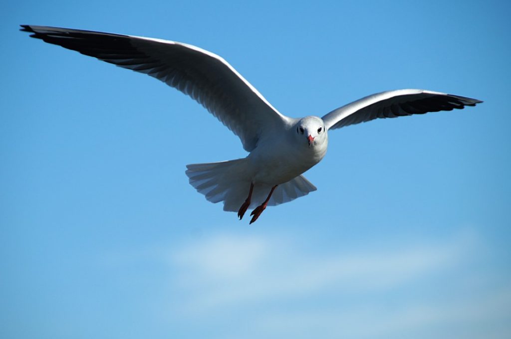 seagull