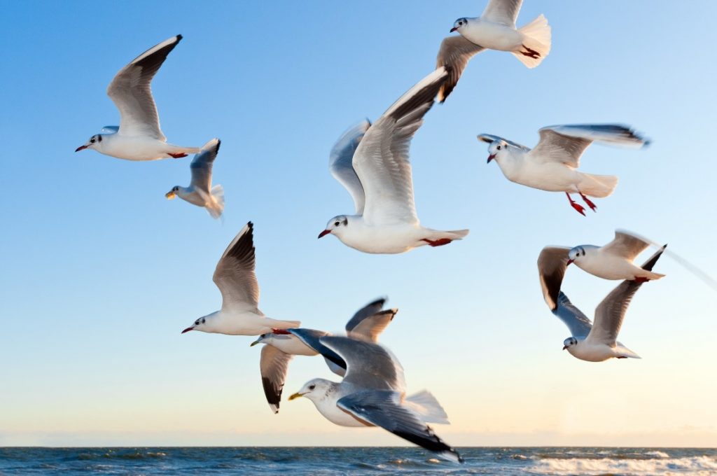 seagulls