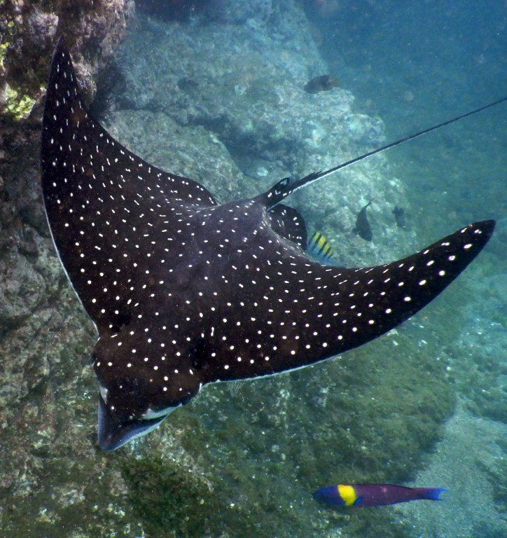 stingray