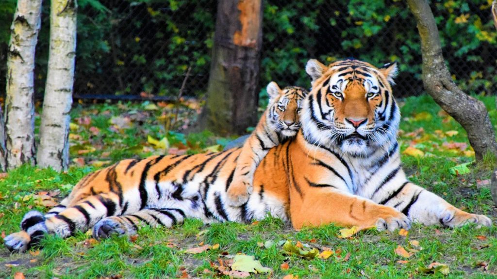 tiger family