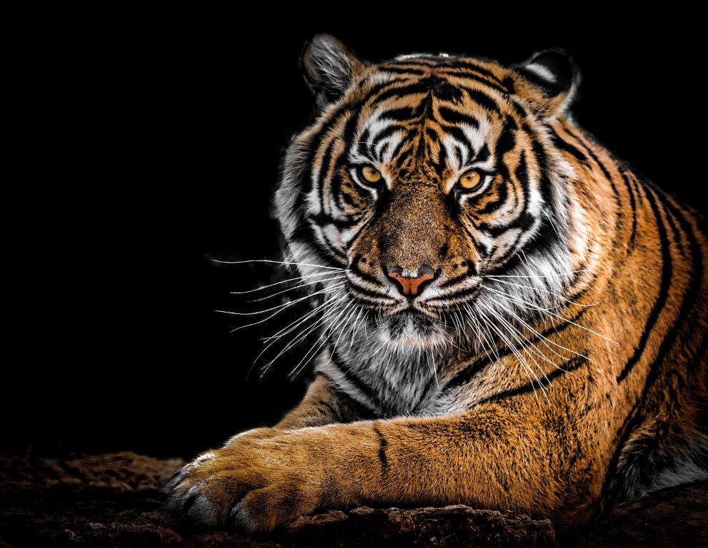 bangal-tiger