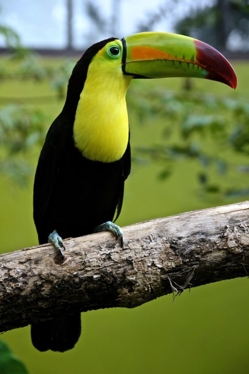 toucan