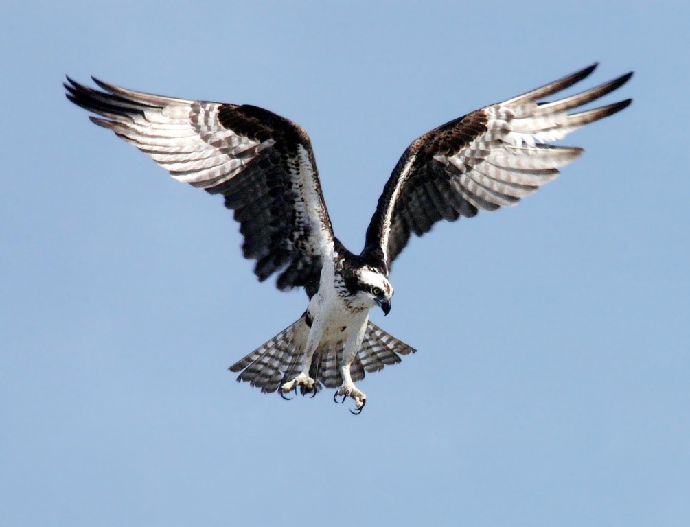 white-eagle