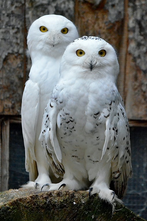 white-owl