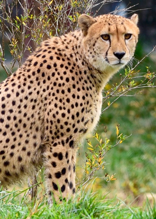 wild-leopard