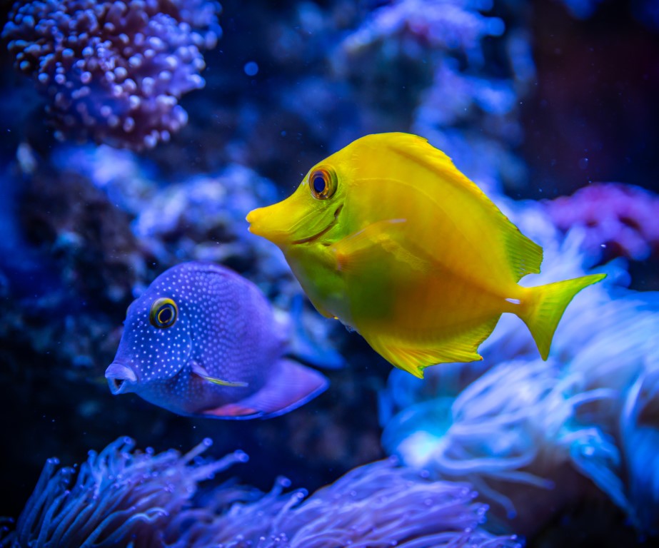 yellow-and-blue-fish
