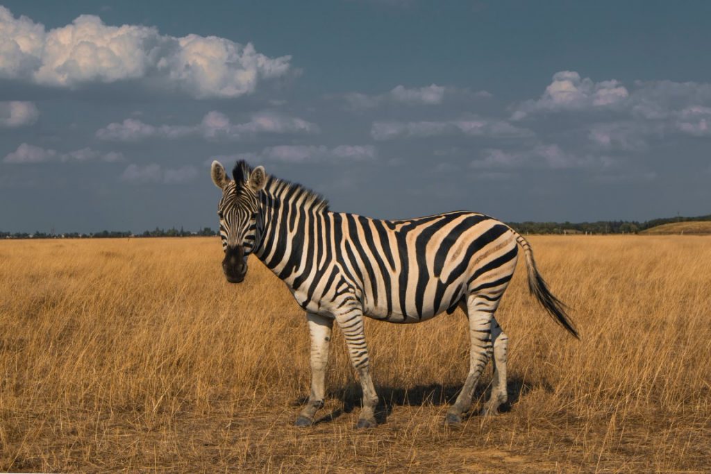 zebra